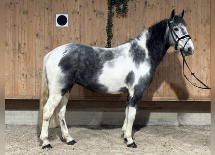 Andere Rassen Mix, Merrie, 4 Jaar, 154 cm, Gevlekt-paard