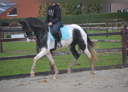 Andere Rassen, Merrie, 4 Jaar, 160 cm, Gevlekt-paard