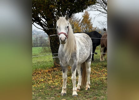 Andere Rassen, Merrie, 5 Jaar, 126 cm, Gevlekt-paard