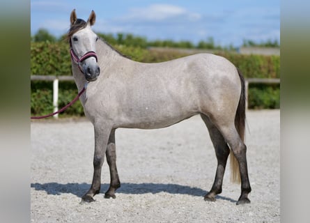 Andere Rassen, Merrie, 5 Jaar, 135 cm, Schimmel