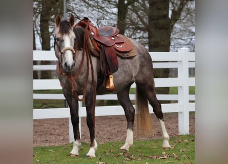 Andere Rassen Mix, Merrie, 5 Jaar, 150 cm, Brown Falb schimmel