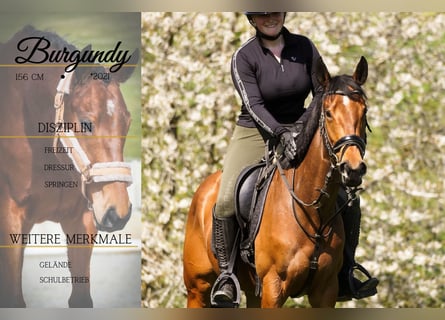 Andere Rassen, Merrie, 5 Jaar, 155 cm, Bruin