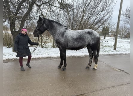 Andere Rassen, Merrie, 5 Jaar, 160 cm, Blauwschimmel