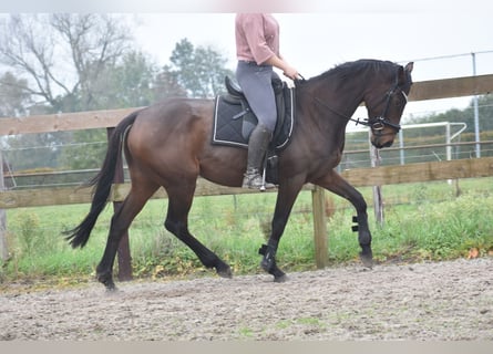 Andere Rassen, Merrie, 5 Jaar, 163 cm, Bruin