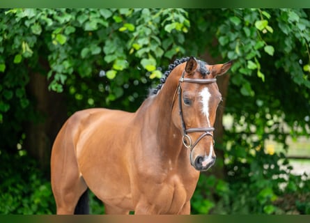 Andere Rassen, Merrie, 5 Jaar, 166 cm, Vos