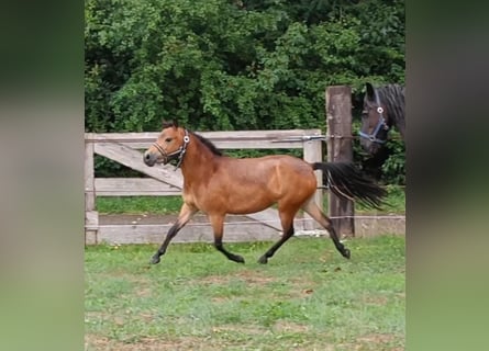 Andere Rassen, Merrie, 6 Jaar, 115 cm, Roodbruin