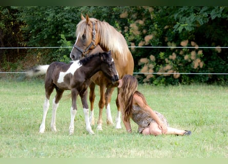 Andere Rassen, Merrie, 6 Jaar, 140 cm, Vos