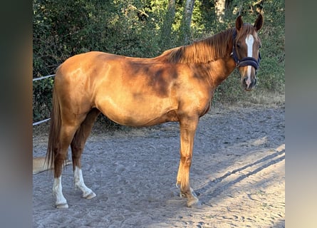 Andere Rassen, Merrie, 6 Jaar, 147 cm, Vos