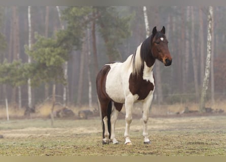 Andere Rassen, Merrie, 6 Jaar, 150 cm, Gevlekt-paard