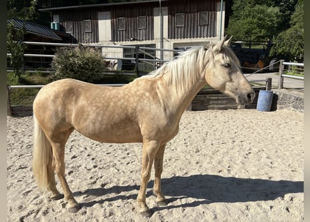 Andere Rassen, Merrie, 6 Jaar, 160 cm, Pearl