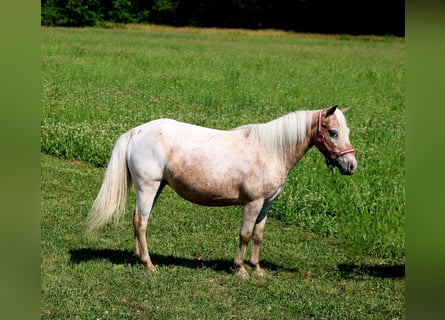 Andere Rassen, Merrie, 6 Jaar, 91 cm, Roan-Red