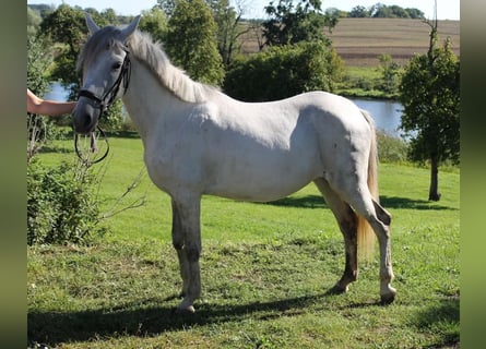 Andere Rassen, Merrie, 7 Jaar, 141 cm, Schimmel