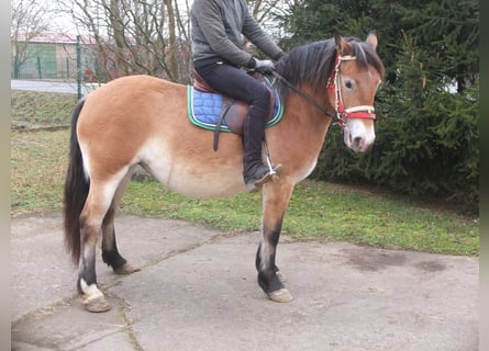 Andere Rassen Mix, Merrie, 7 Jaar, 149 cm, Lichtbruin