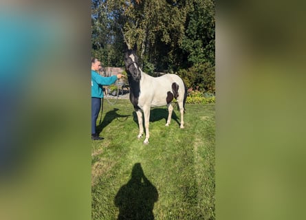 Andere Rassen Mix, Merrie, 7 Jaar, 155 cm, Gevlekt-paard