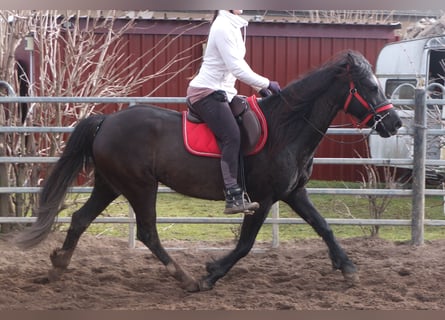 Andere Rassen, Merrie, 7 Jaar, 155 cm, Zwart