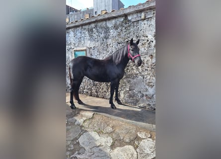 Andere Rassen, Merrie, 7 Jaar, 155 cm, Zwart