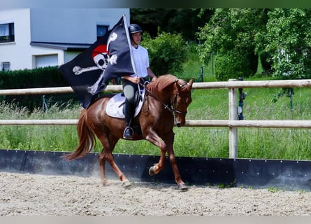 Andere Rassen, Merrie, 7 Jaar, 156 cm, Donkere-vos