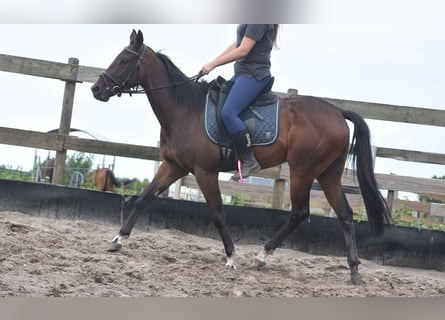 Andere Rassen, Merrie, 7 Jaar, 157 cm, Donkerbruin