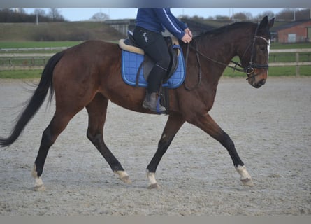 Andere Rassen, Merrie, 7 Jaar, 158 cm, Bruin