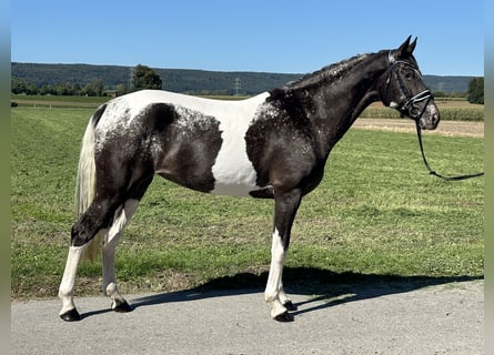 Andere Rassen Mix, Merrie, 7 Jaar, 160 cm, Gevlekt-paard
