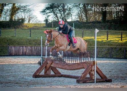 Andere Rassen, Merrie, 7 Jaar, 163 cm, Donkere-vos