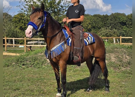 Andere Rassen, Merrie, 8 Jaar, 158 cm, Bruin