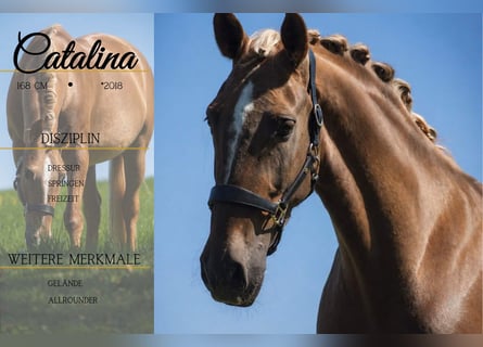 Andere Rassen, Merrie, 8 Jaar, 168 cm, Palomino