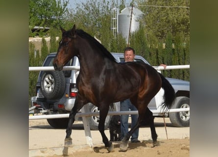 Andere Rassen Mix, Merrie, 8 Jaar, Roodbruin