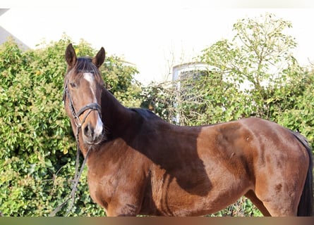 Andere Rassen, Merrie, 9 Jaar, 157 cm, Bruin