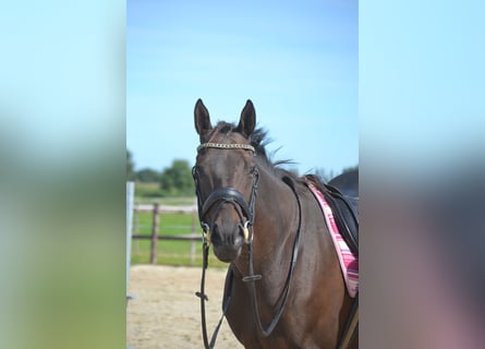 Andere Rassen, Merrie, 9 Jaar, 160 cm, Brauner