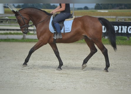 Andere Rassen, Merrie, 9 Jaar, 164 cm, Bruin