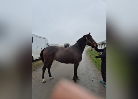 Andere Rassen Mix, Merrie, 9 Jaar, 164 cm, Donkerbruin