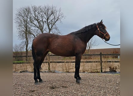 Andere Rassen Mix, Merrie, 9 Jaar, 165 cm, Donkerbruin