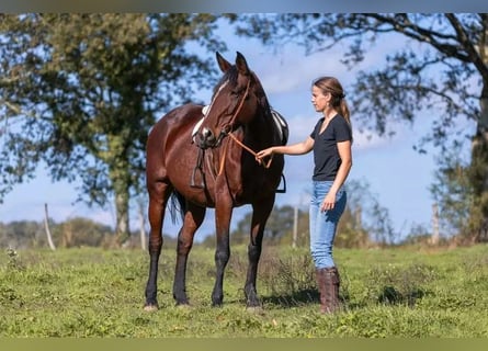 Andere Rassen Mix, Merrie, 9 Jaar, 167 cm, Bruin