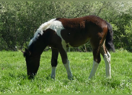 Andere Rassen, Merrie, , 150 cm, Gevlekt-paard