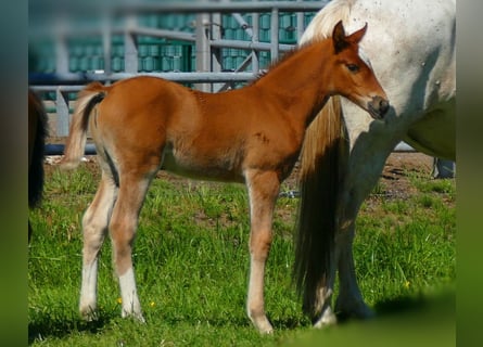 Andere Rassen, Merrie, , 150 cm, Vos