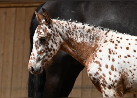 Andere Rassen, Merrie, Veulen (05/2025), Appaloosa