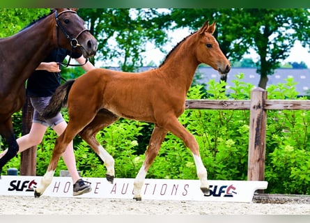 Andere Rassen, Merrie, , Bruin