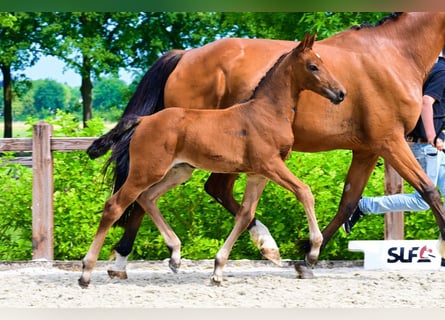 Andere Rassen, Merrie, , Bruin