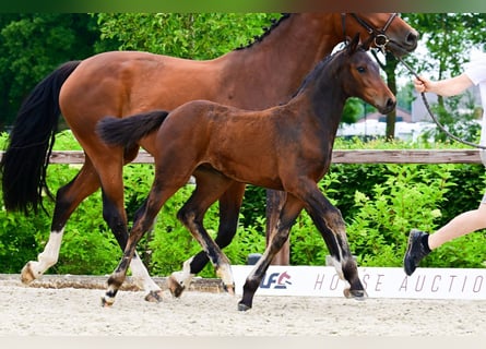 Andere Rassen, Merrie, , Donkerbruin