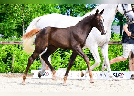 Andere Rassen, Merrie, , Donkere-vos