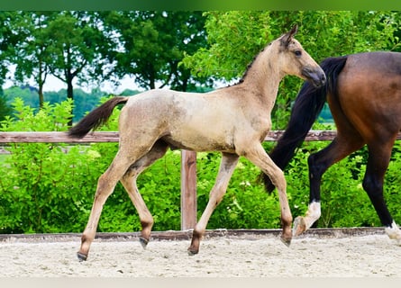 Andere Rassen, Merrie, 
