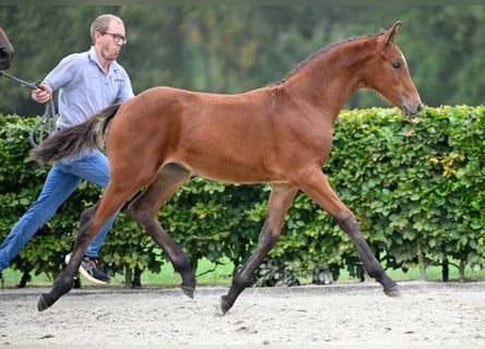 Andere Rassen, Merrie, veulen (05/2024)