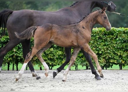 Andere Rassen, Merrie, veulen (05/2024)