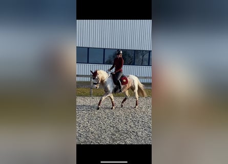 Andere Rassen Mix, Ruin, 10 Jaar, 146 cm, Gevlekt-paard