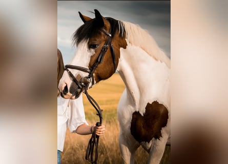 Andere Rassen Mix, Ruin, 10 Jaar, 160 cm, Gevlekt-paard