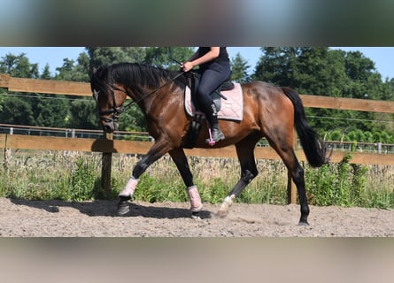 Andere Rassen, Ruin, 10 Jaar, 168 cm, Donkerbruin