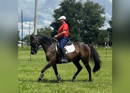 Andere Rassen Mix, Ruin, 10 Jaar, Donkerbruin