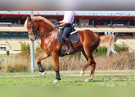 Andere Rassen, Ruin, 12 Jaar, 164 cm, Palomino