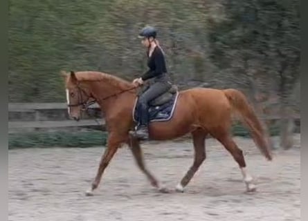 Andere Rassen, Ruin, 13 Jaar, 168 cm, Vos